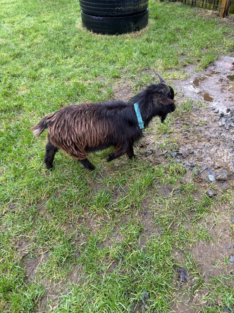 Pygmy Goat - Image 1