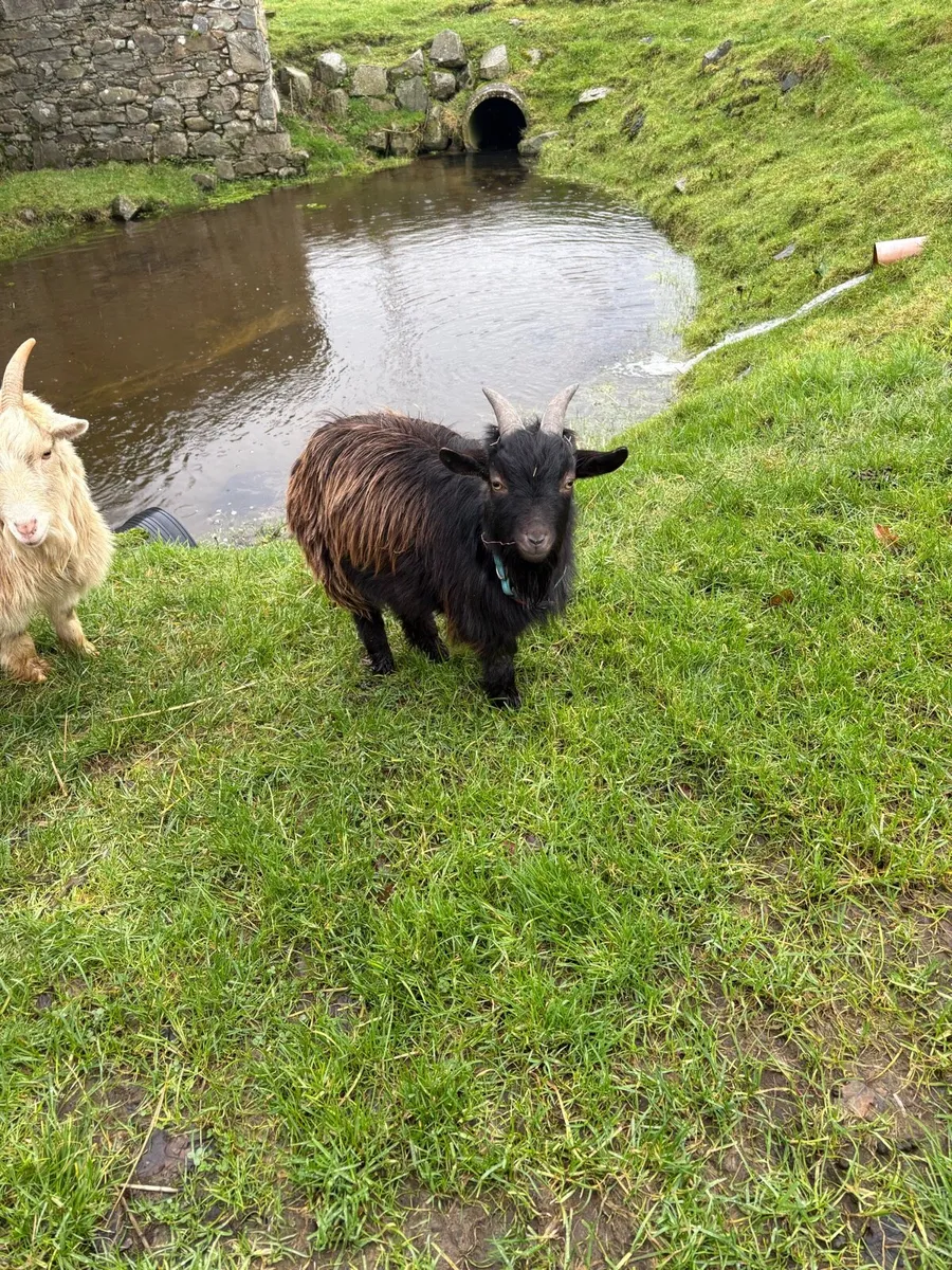 Pygmy Goat - Image 2