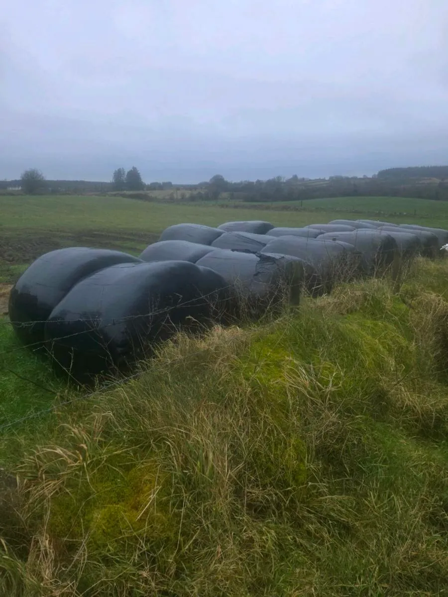 Silage for sale
