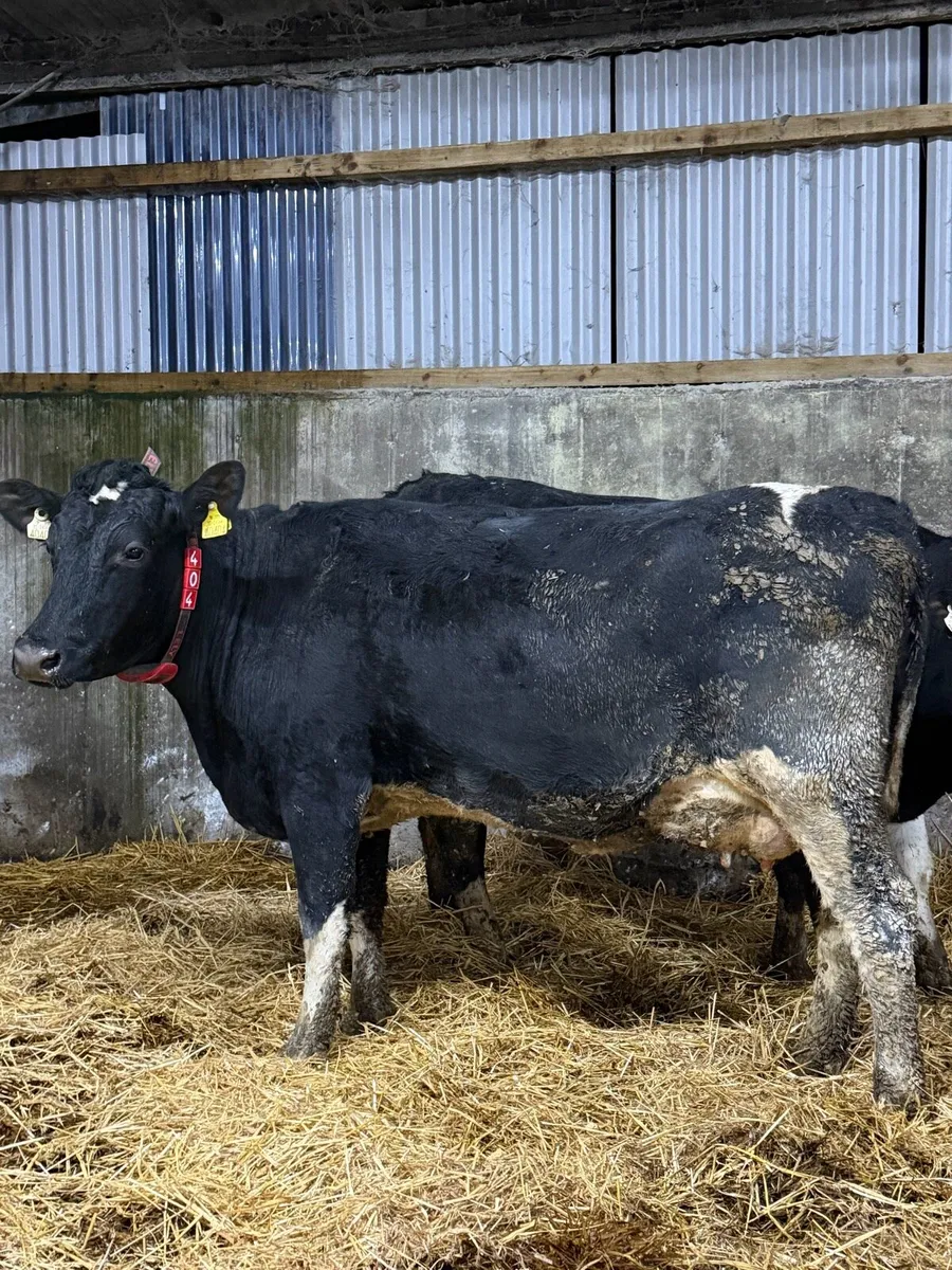 2 freshly calved fr heifers - Image 2