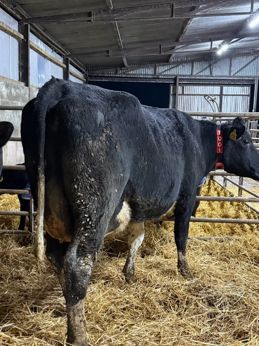 2 freshly calved fr heifers - Image 4