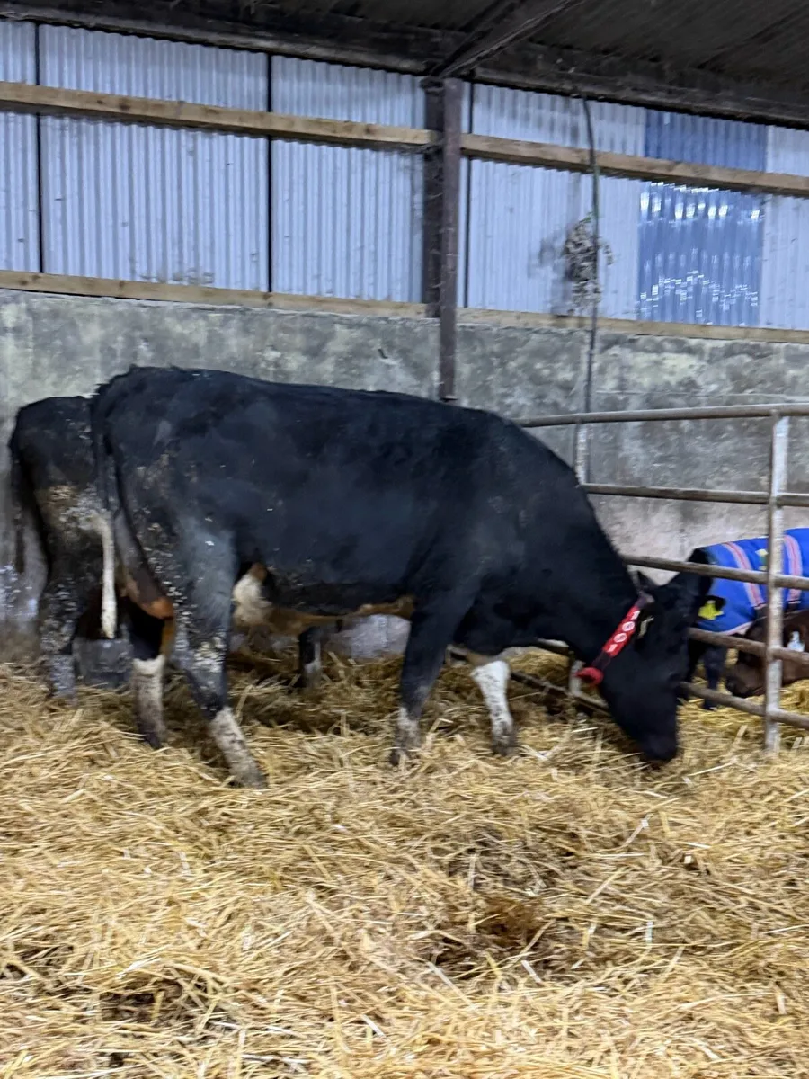 2 freshly calved fr heifers - Image 3