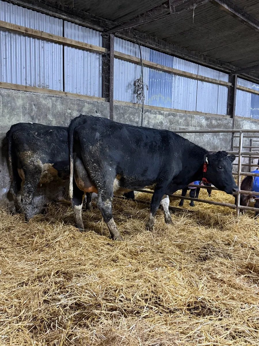 2 freshly calved fr heifers - Image 1