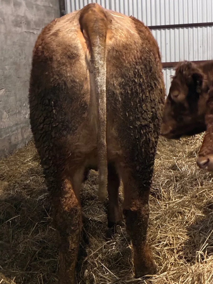 💥 Roan Springer 💥 - Image 3