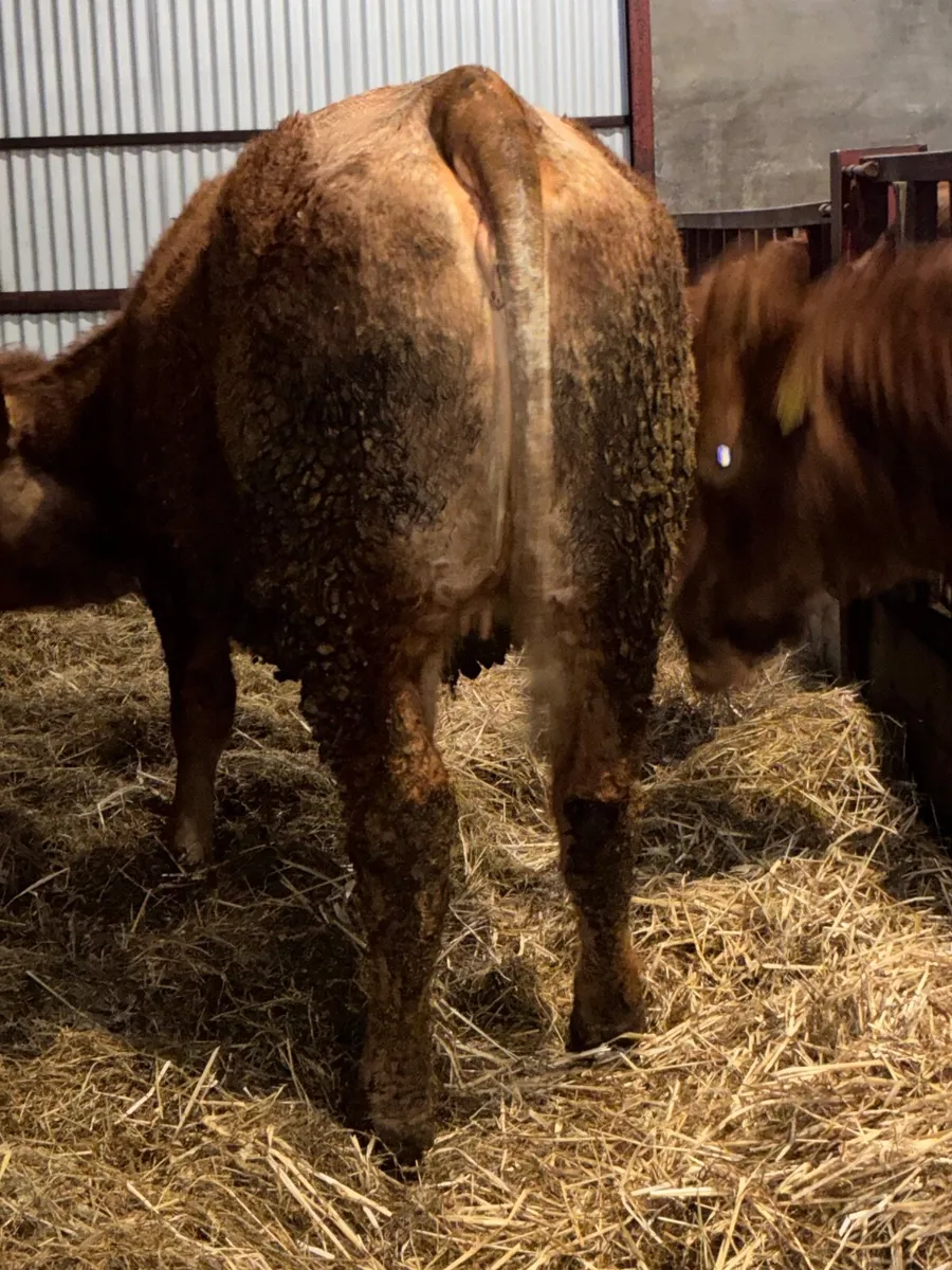 💥 Roan Springer 💥 - Image 4