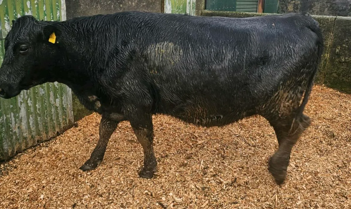 Incalf Heifers - Image 1