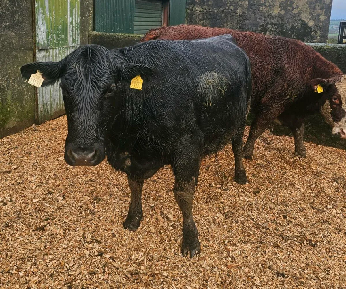 Incalf Heifers - Image 2