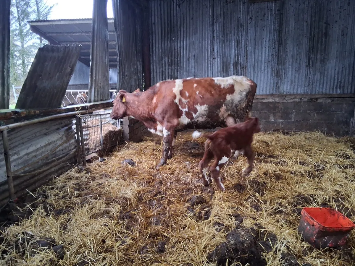 Second calver shorthorn cow - Image 1