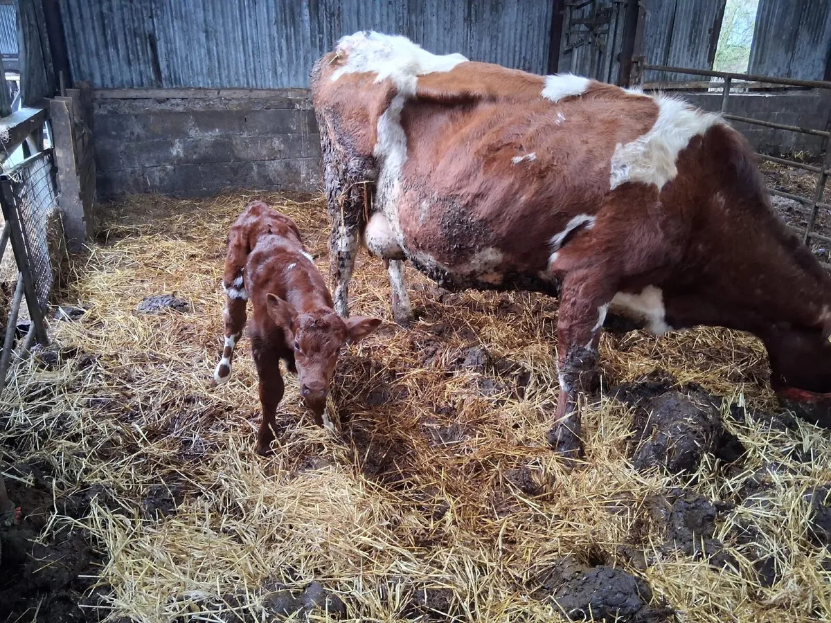 Second calver shorthorn cow - Image 3