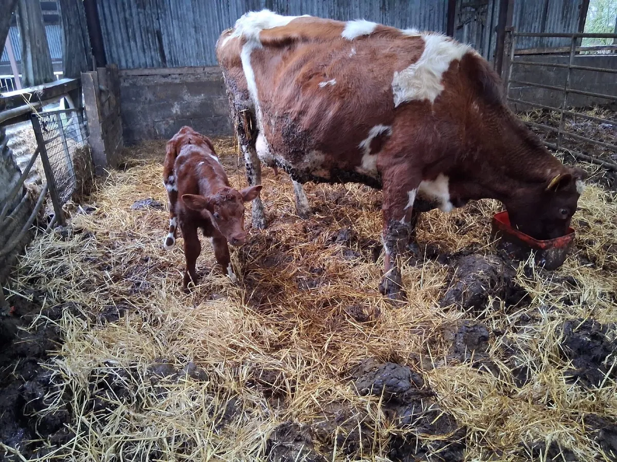 Second calver shorthorn cow - Image 4