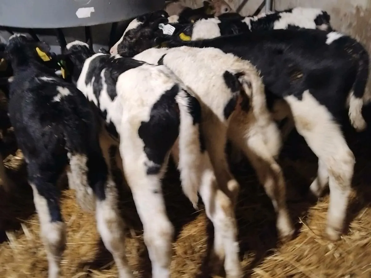 10 British Friesian Bull Calves - Image 1