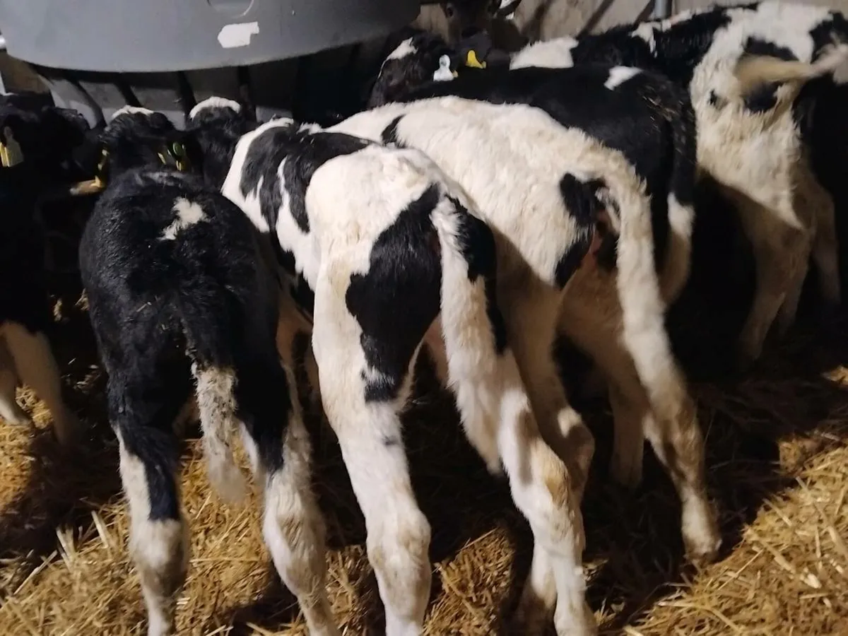 10 British Friesian Bull Calves - Image 3