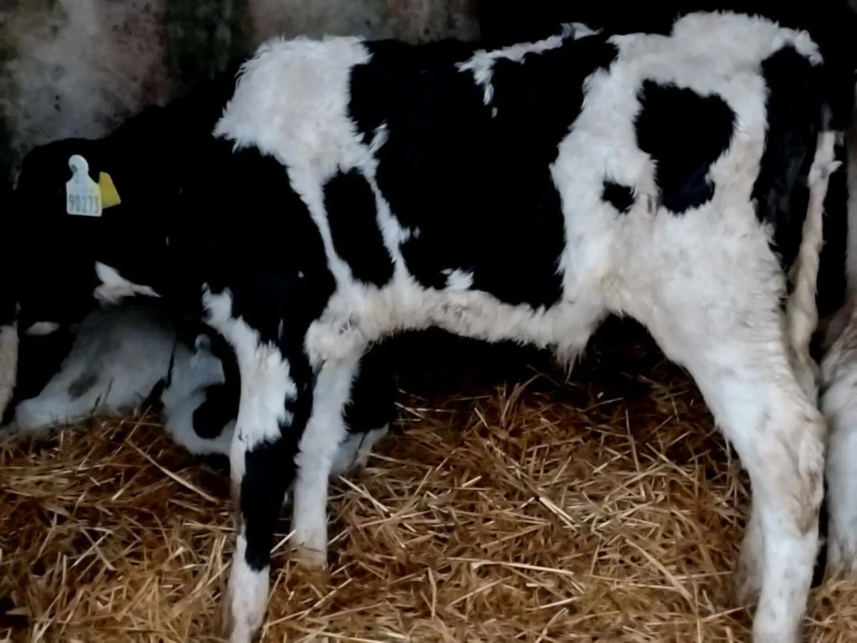 10 British Friesian Bull Calves - Image 4