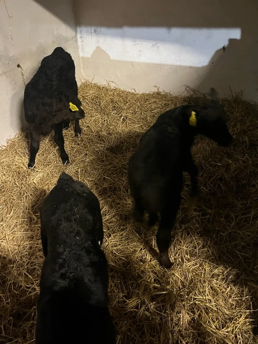 Angus calves - Image 1
