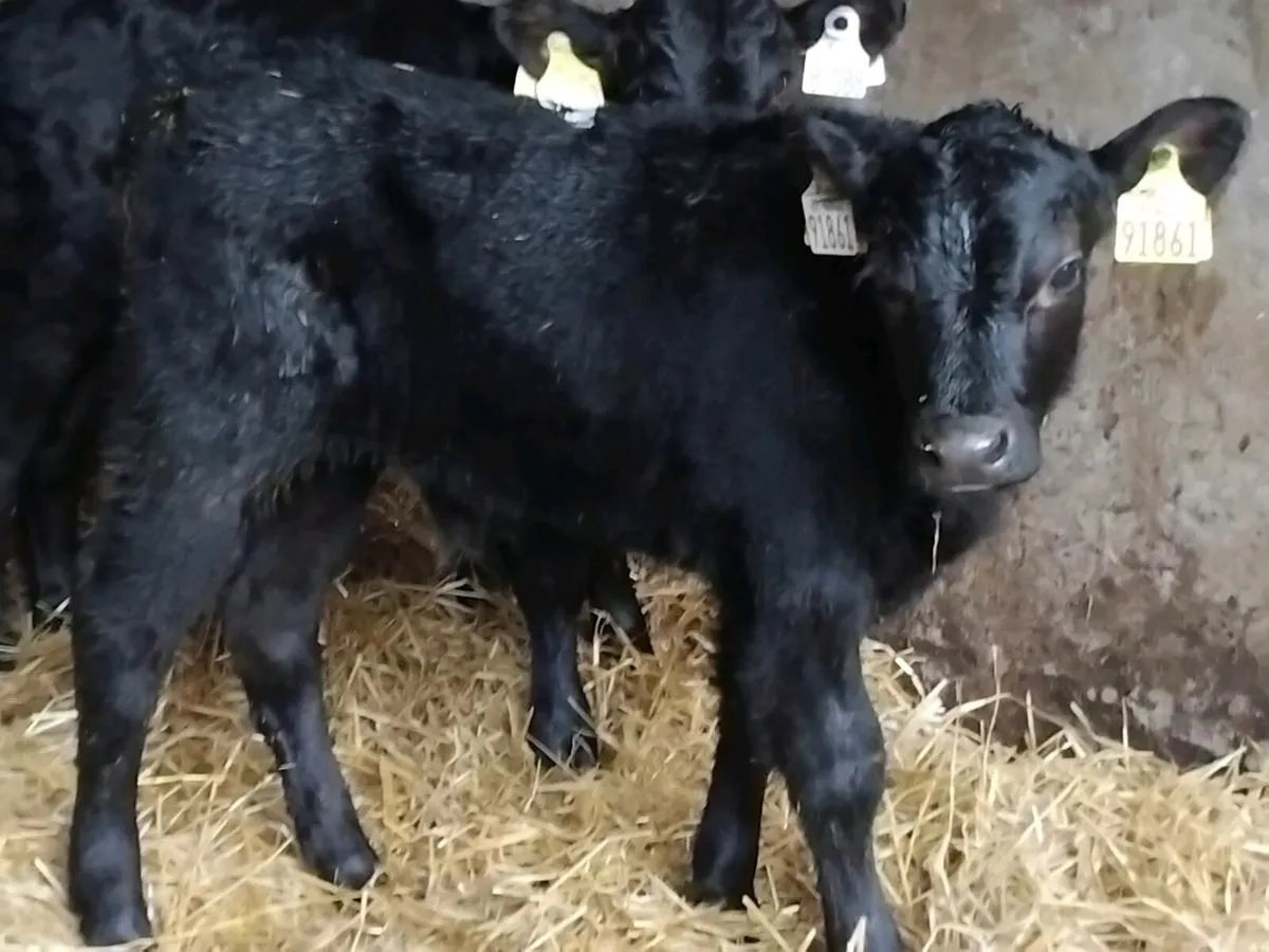 7 Quality Bull Calves - Image 1