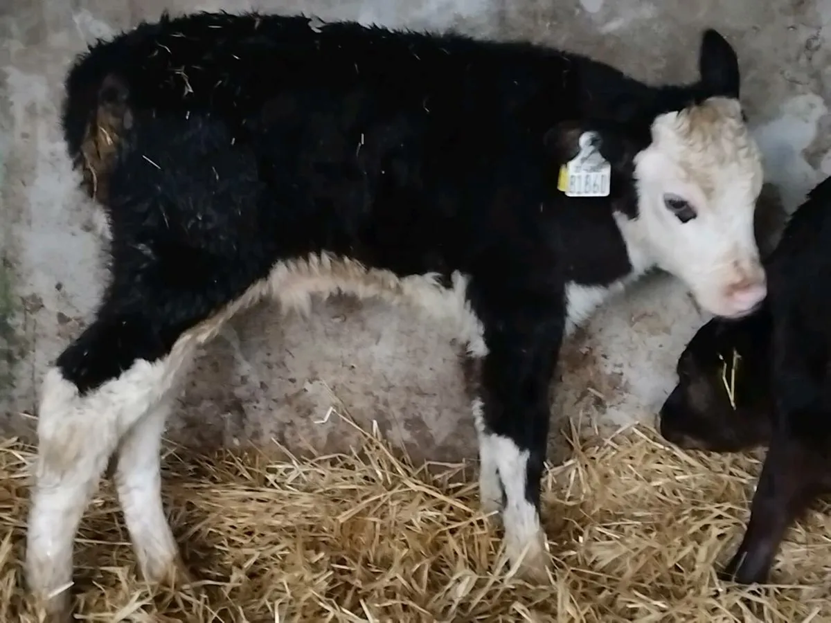 7 Quality Bull Calves - Image 2