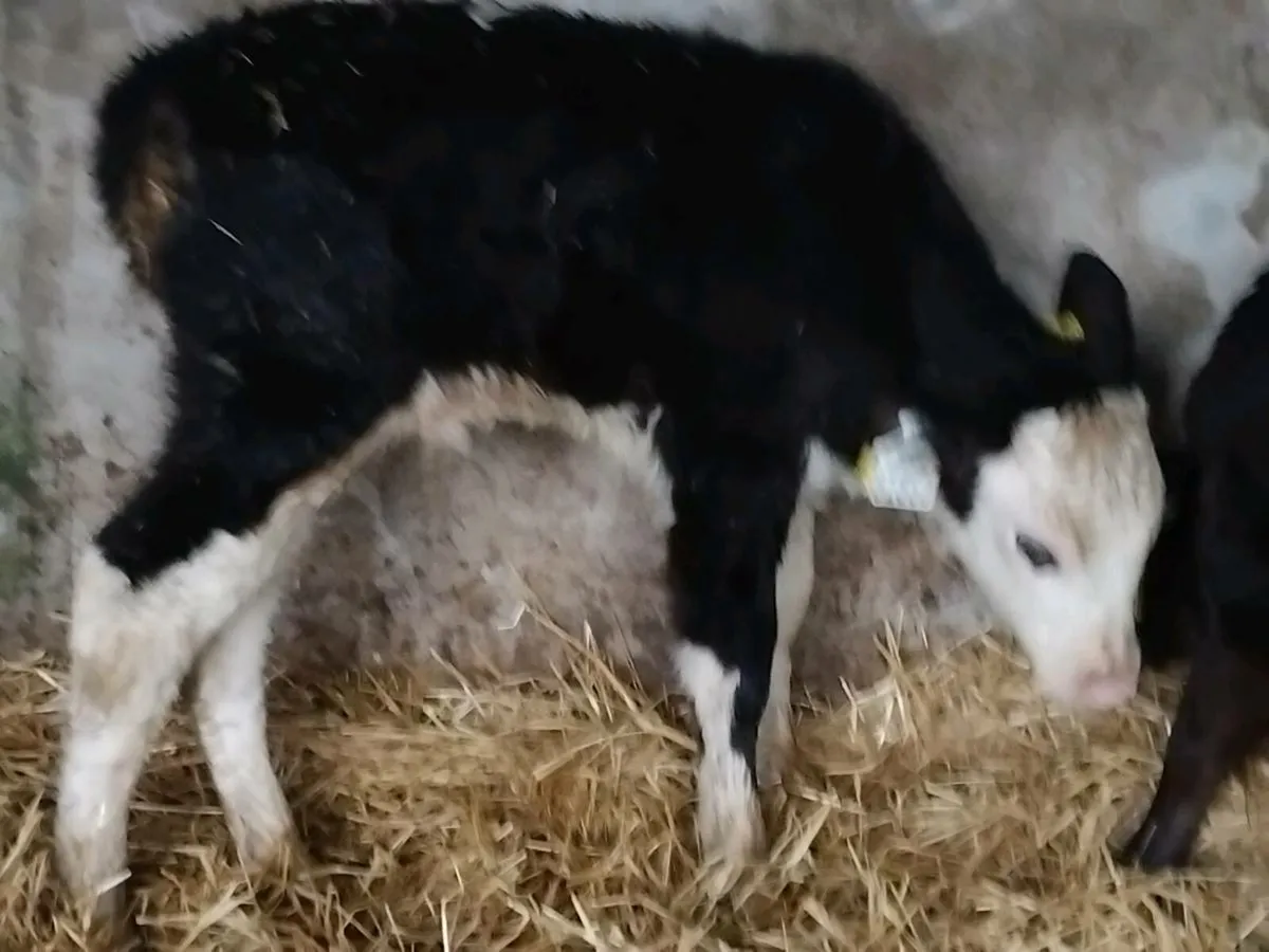 7 Quality Bull Calves - Image 3