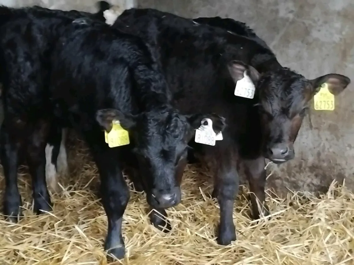 6 Quality Angus Bull Calves - Image 4
