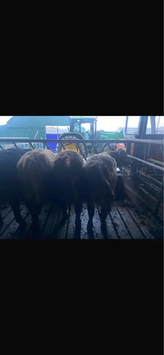 Organic weanlings and cow - Image 2