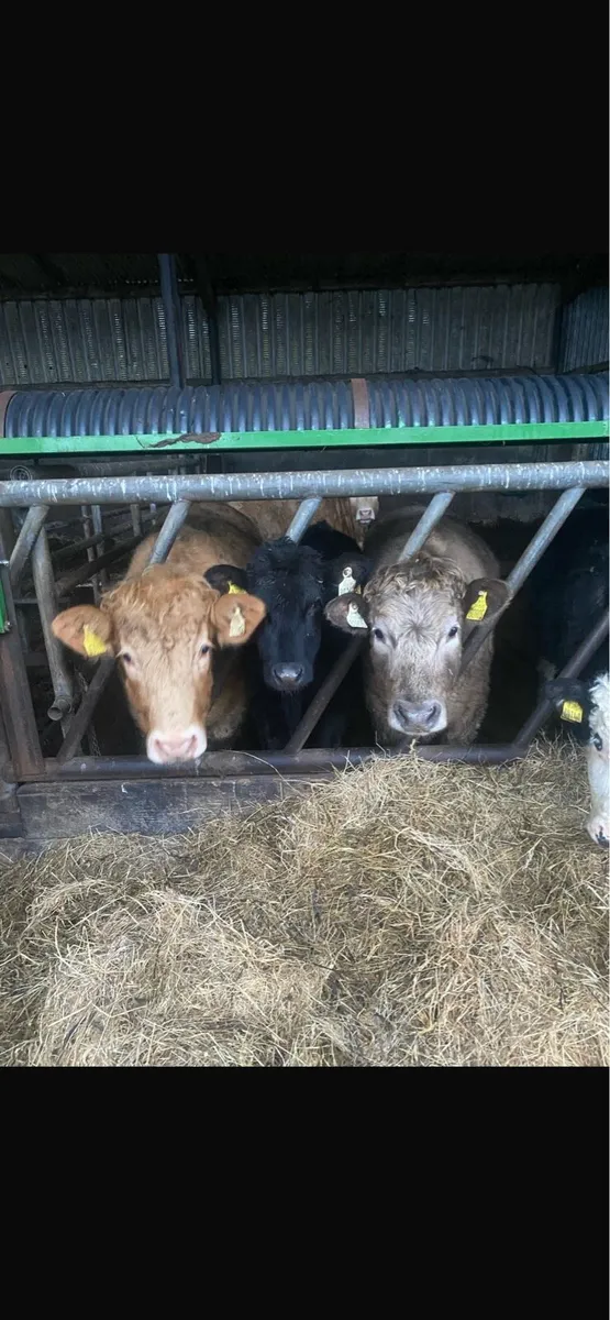 Organic weanlings and cow - Image 4