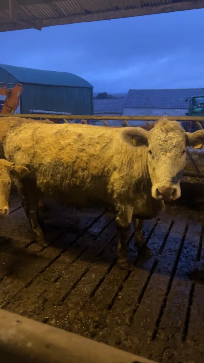 Organic weanlings and cow - Image 1