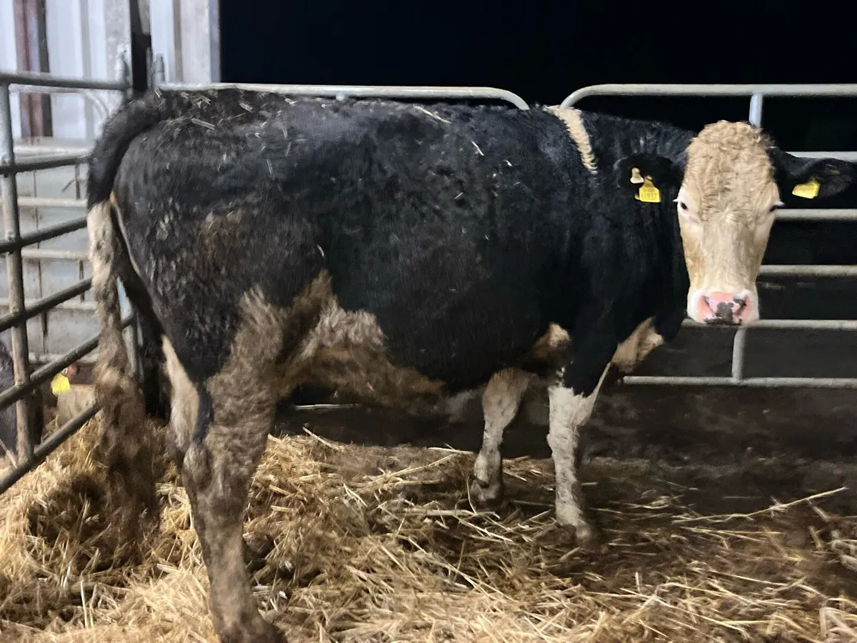 Super 5 star Simmental 2nd calver 8mts incalf - Image 4