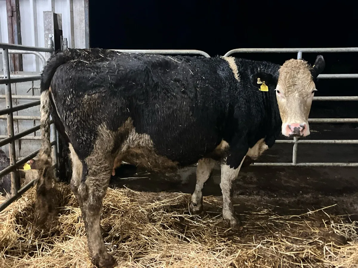 Super 5 star Simmental 2nd calver 8mts incalf - Image 3