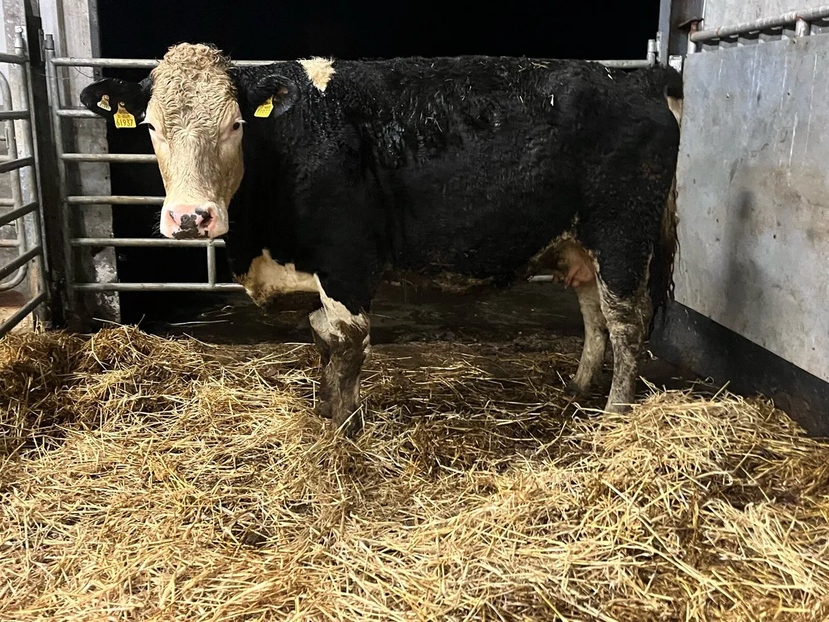 Super 5 star Simmental 2nd calver 8mts incalf - Image 1