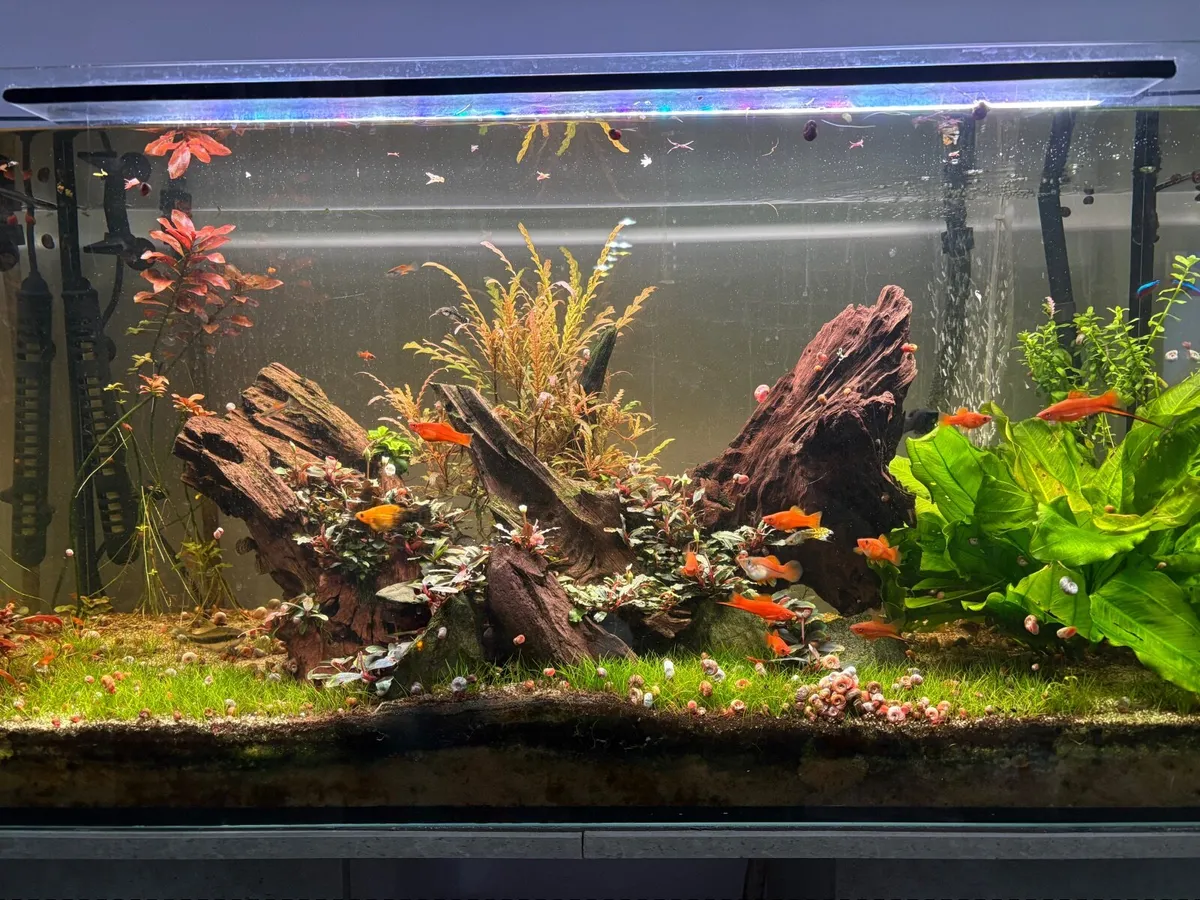 Aquarium 200 L - Image 3