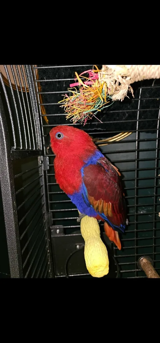 Parrot - Image 4