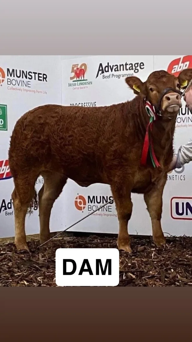 Pb young limosine bull - Image 2