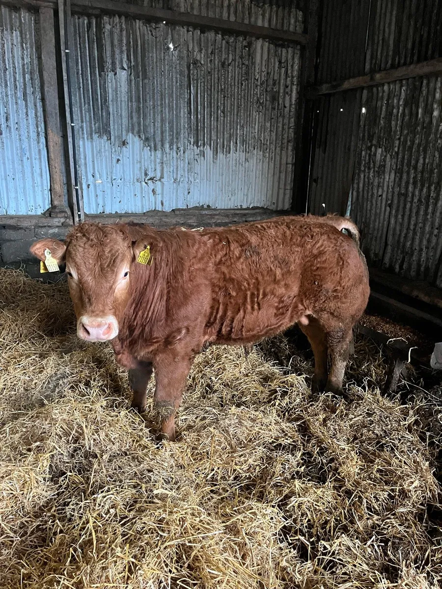 Pb young limosine bull - Image 3