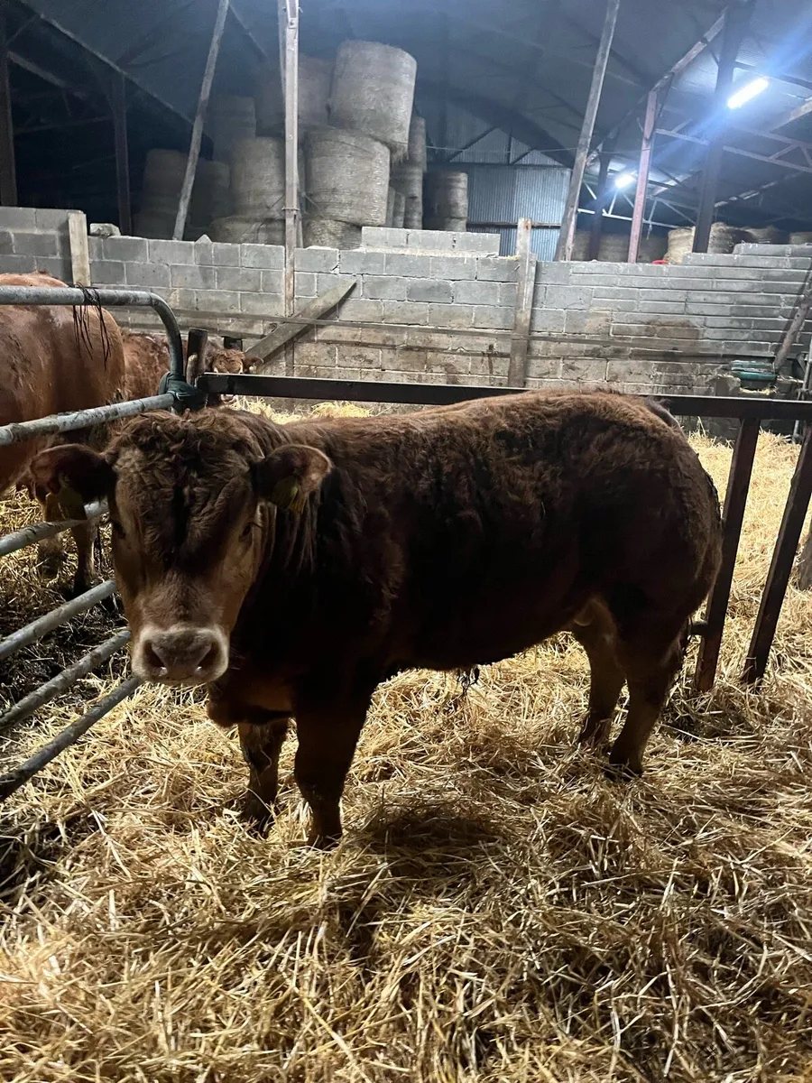 Pb young limosine bull - Image 4