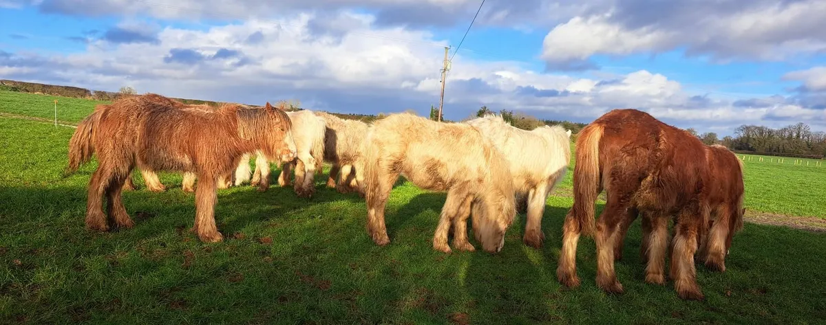 Selection of Cob Foals - Image 3
