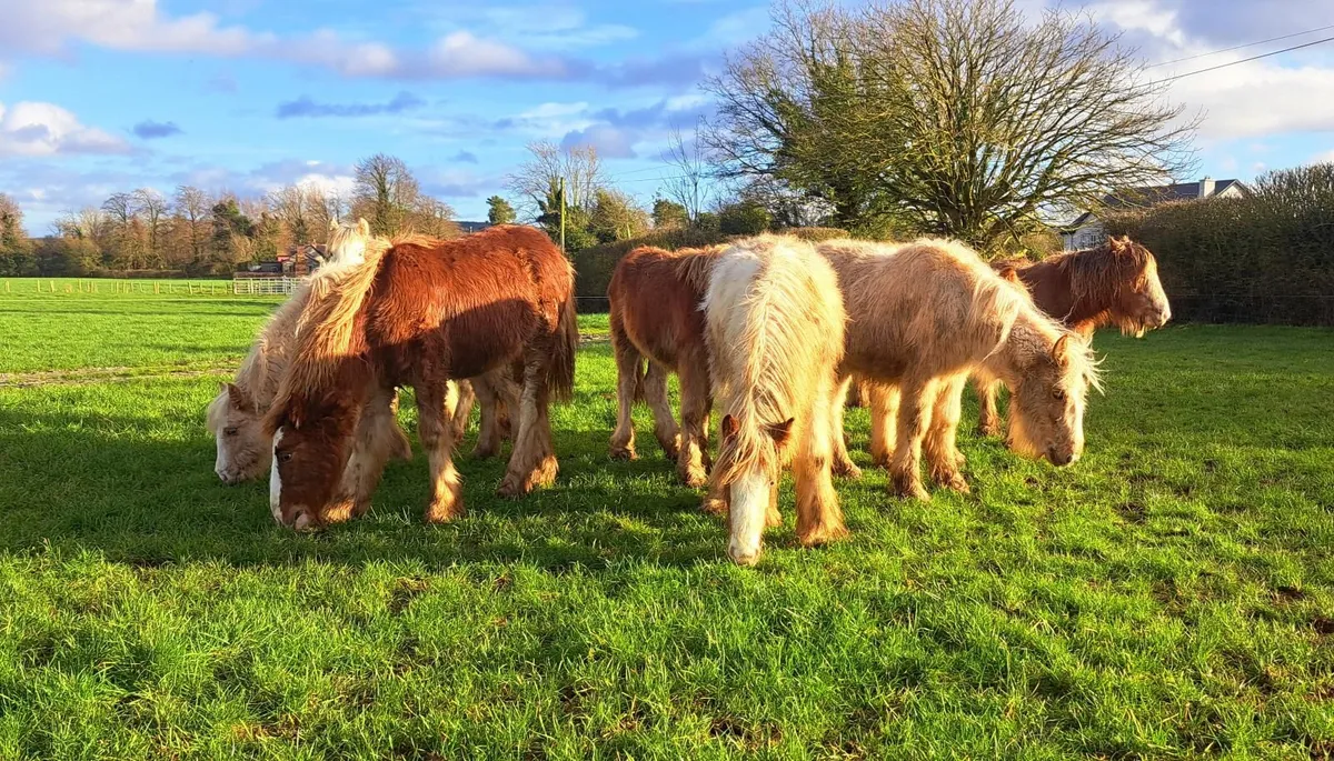 Selection of Cob Foals - Image 4