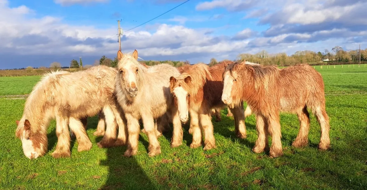 Selection of Cob Foals - Image 2