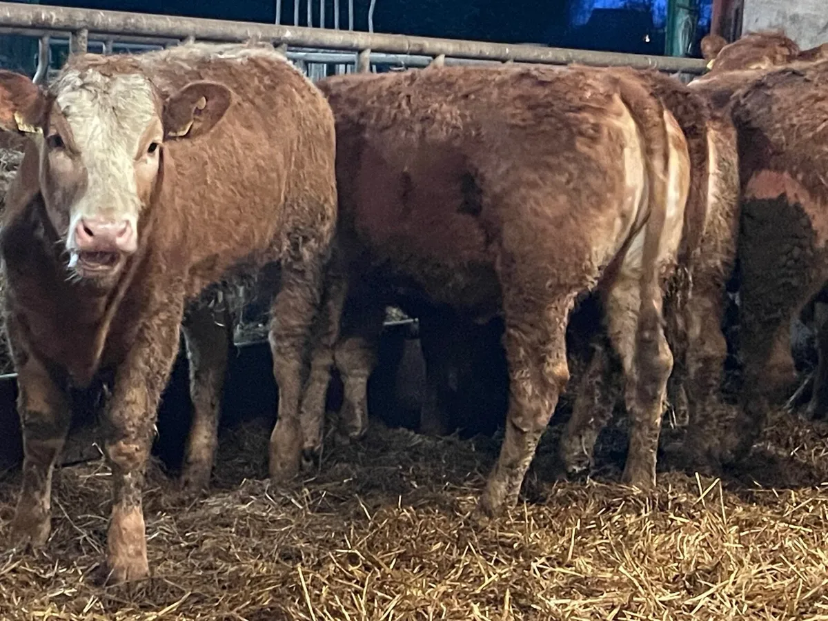 9 super 350 kg heifers - Image 3