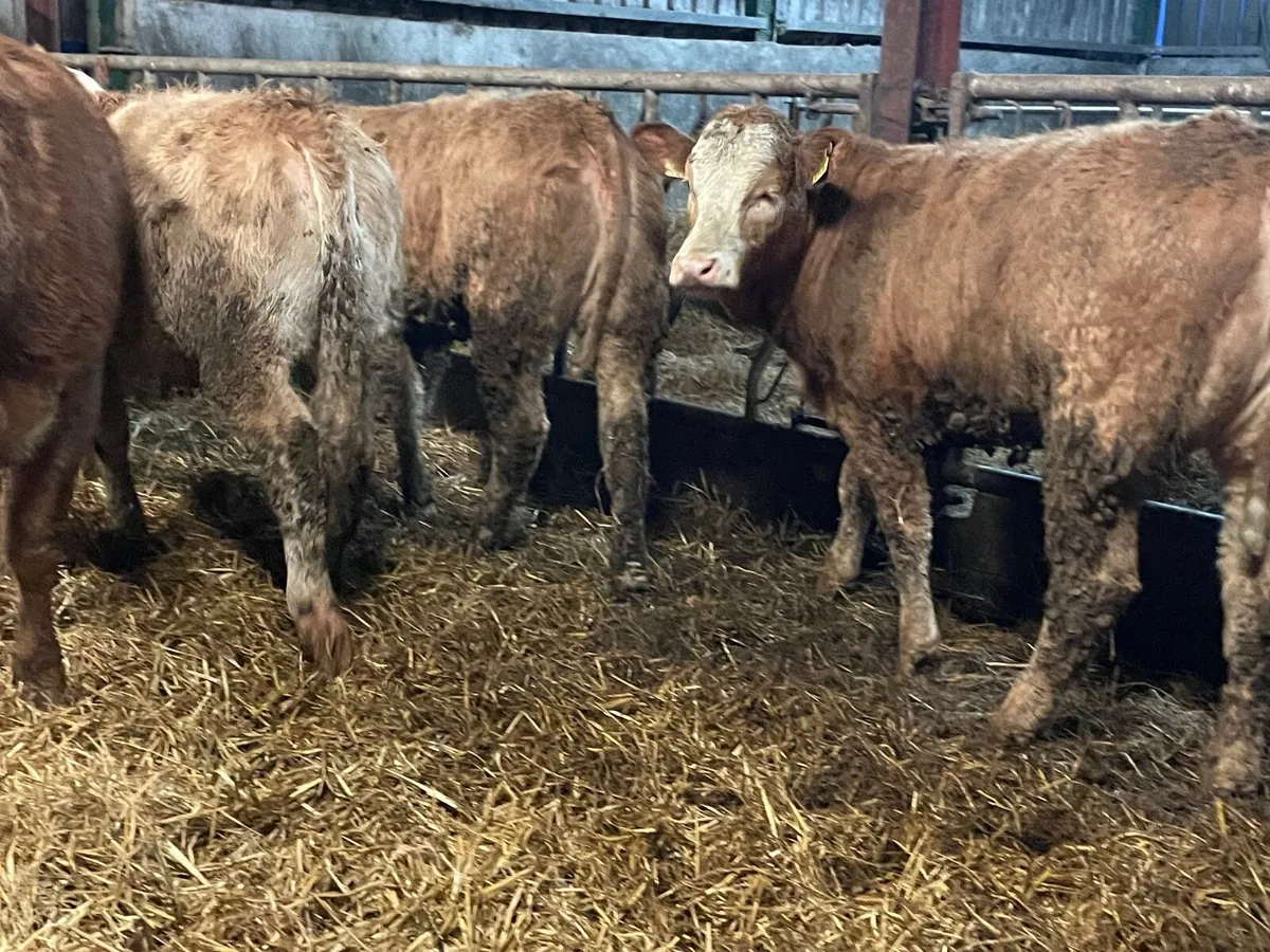 9 super 350 kg heifers - Image 1