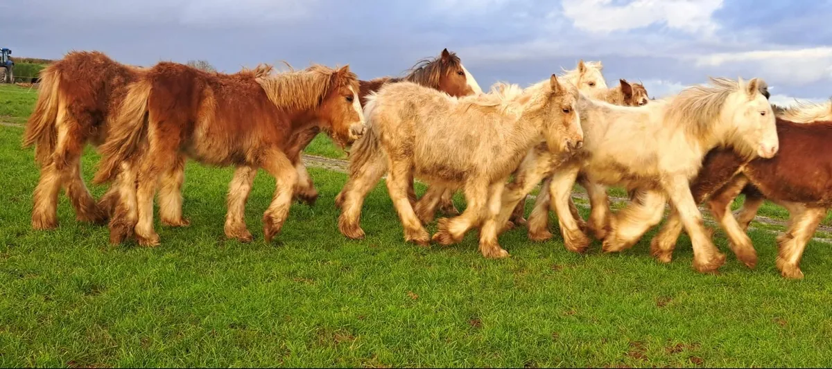 Selection of Cob Foals - Image 1