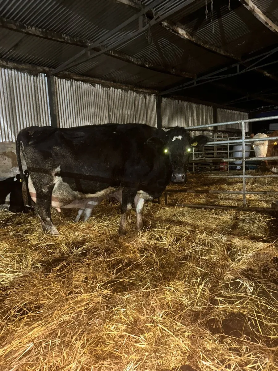 Cow to rear calves - Image 1