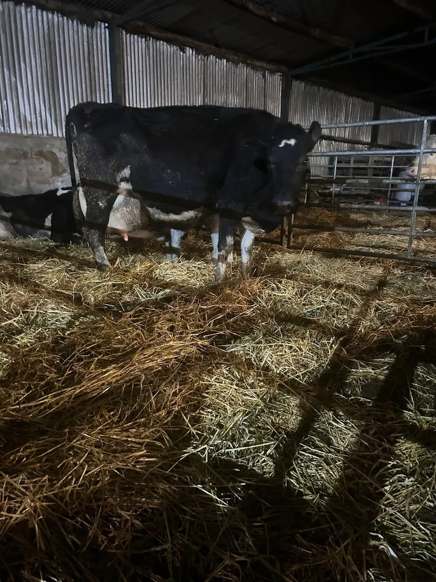 Cow to rear calves - Image 2