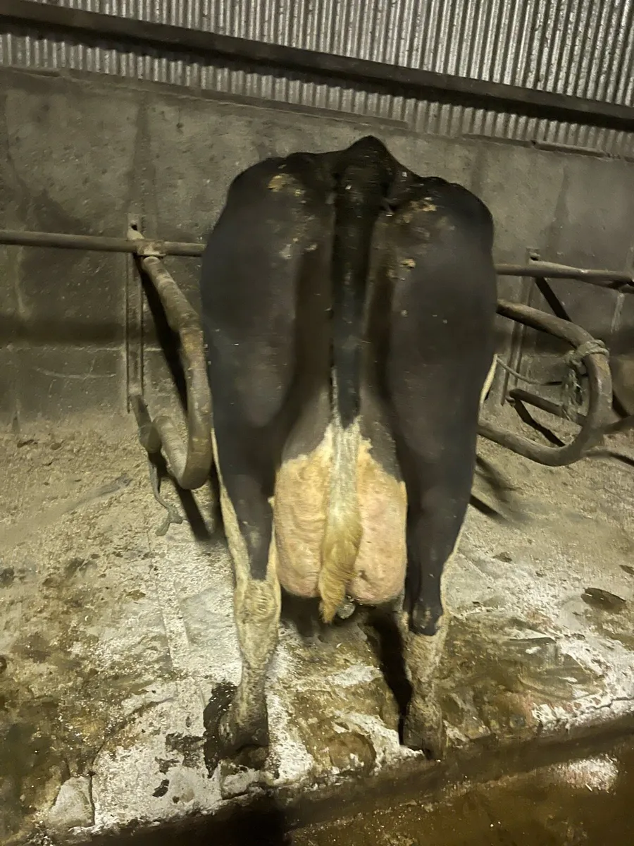 Cow to rear calves - Image 1
