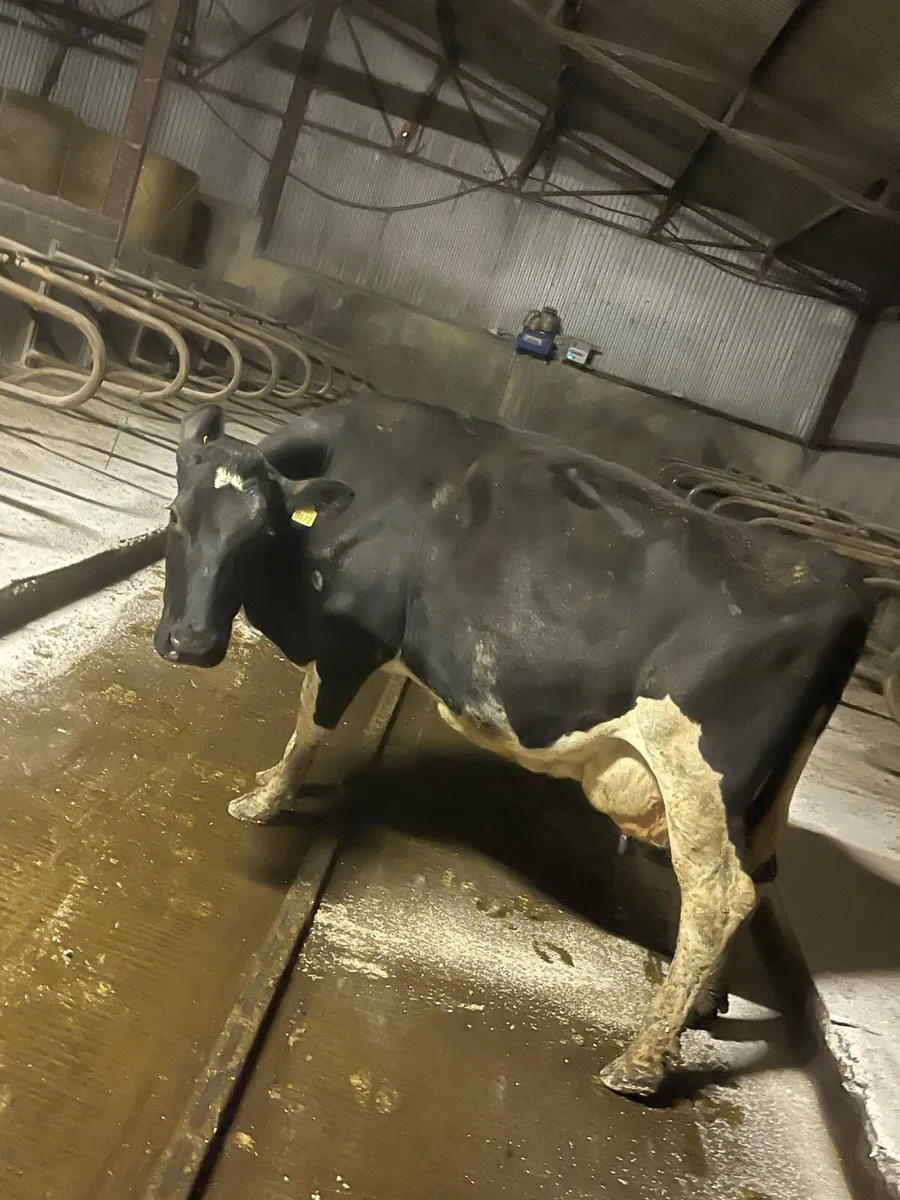 Cow to rear calves - Image 3