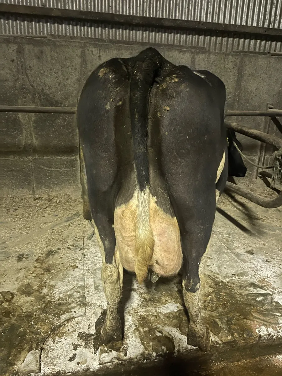 Cow to rear calves - Image 2