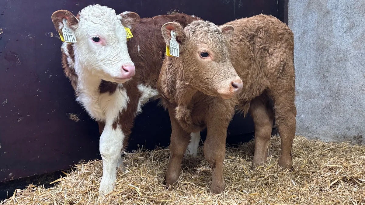 2 Continental Bull Calves - Image 1