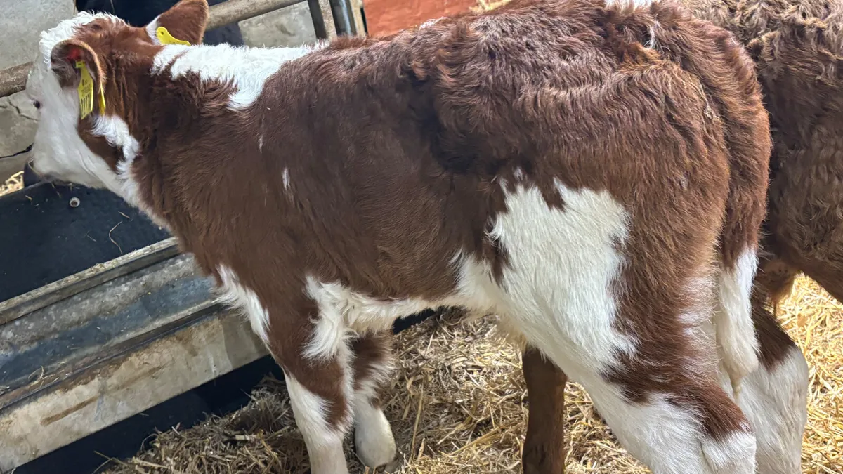 2 Continental Bull Calves - Image 3