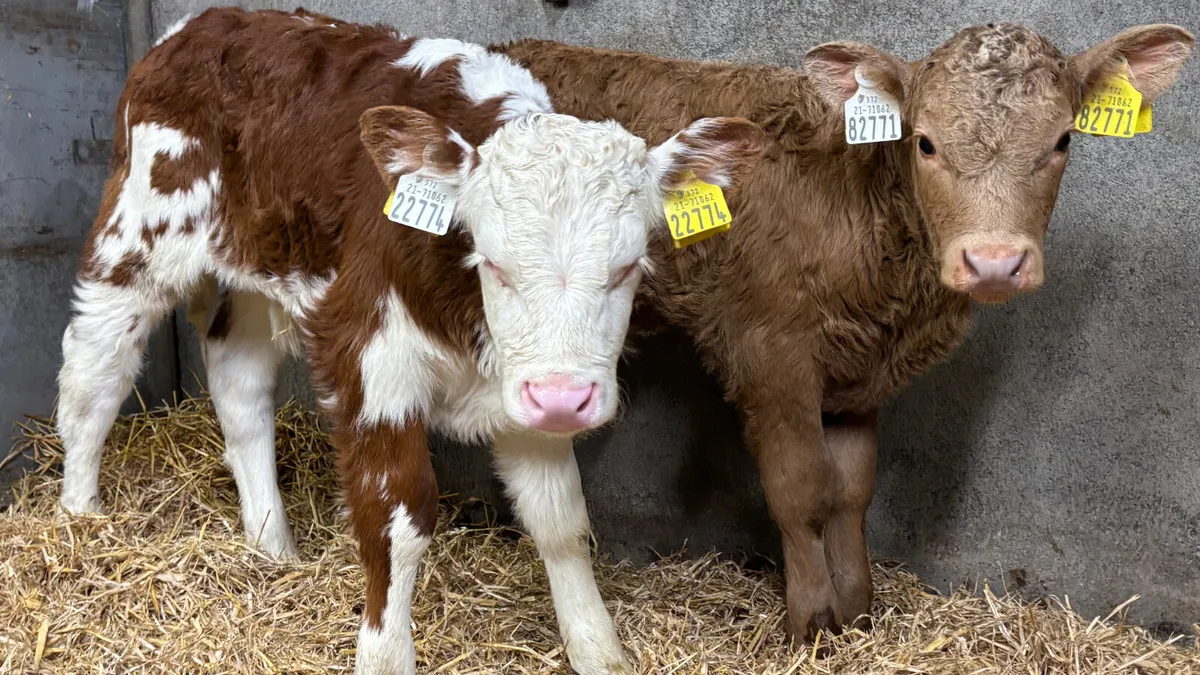 2 Continental Bull Calves - Image 4