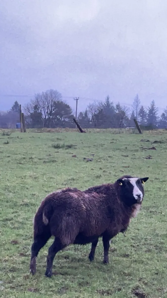 Dutch spotted x Dorset Ewe in Lamb - Image 2