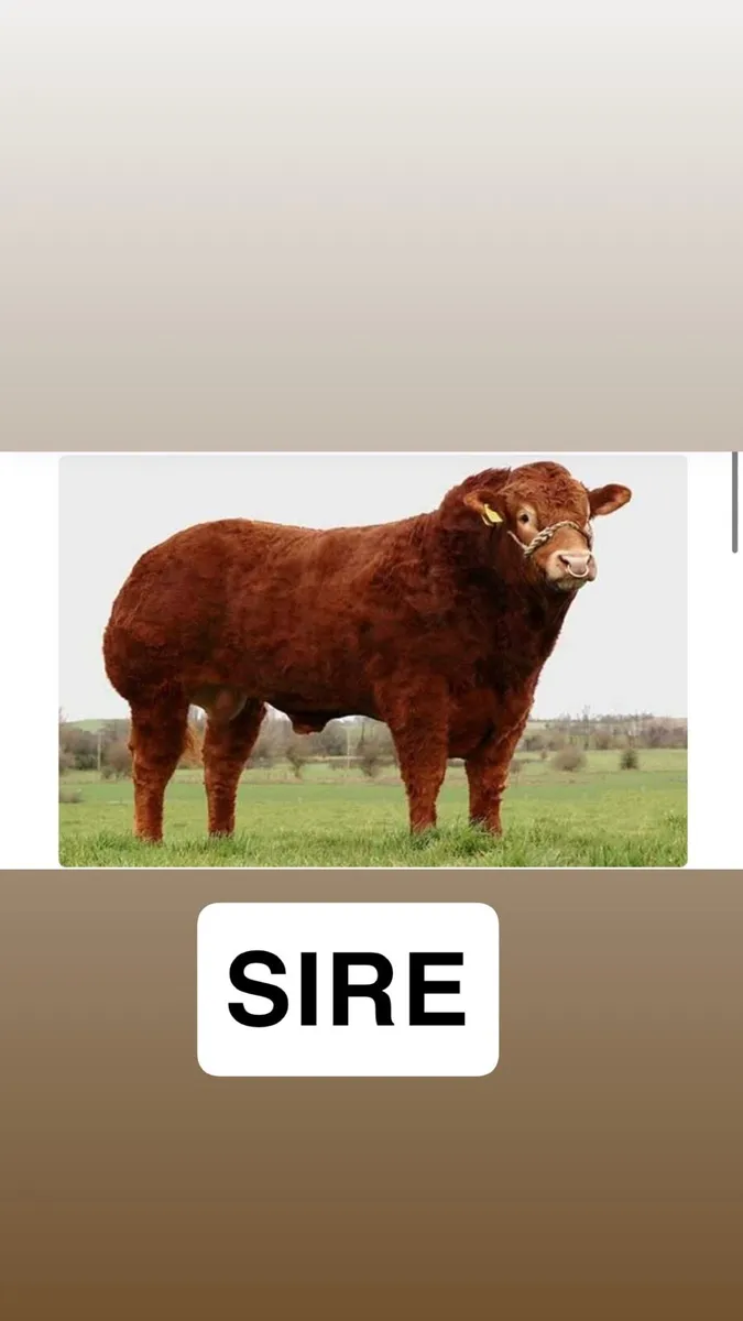 Pedegree limosine bull 5⭐️ - Image 1