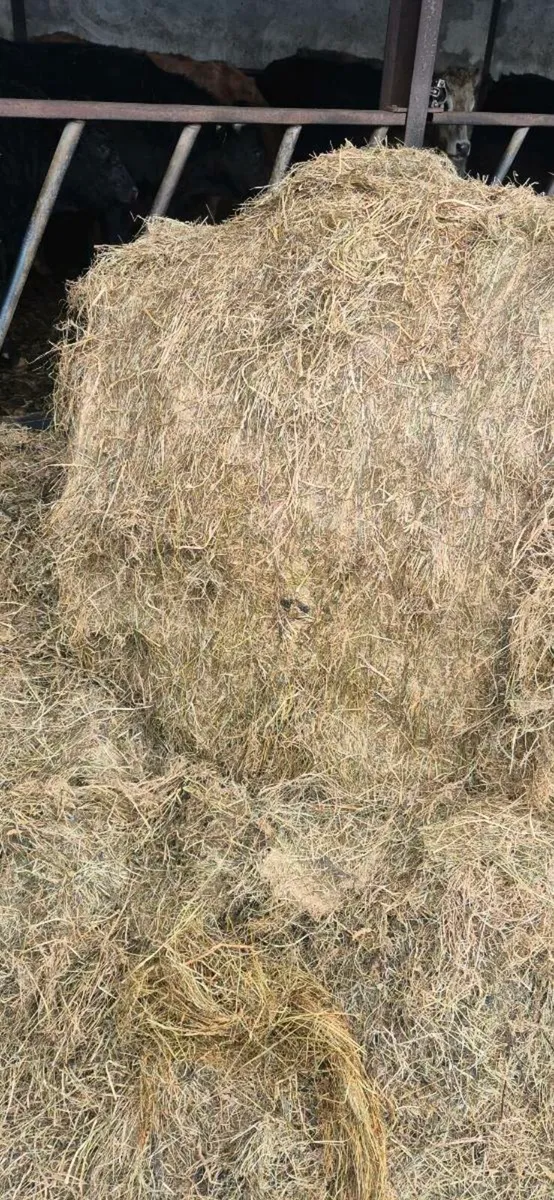 Haylage bales suit horses - Image 2
